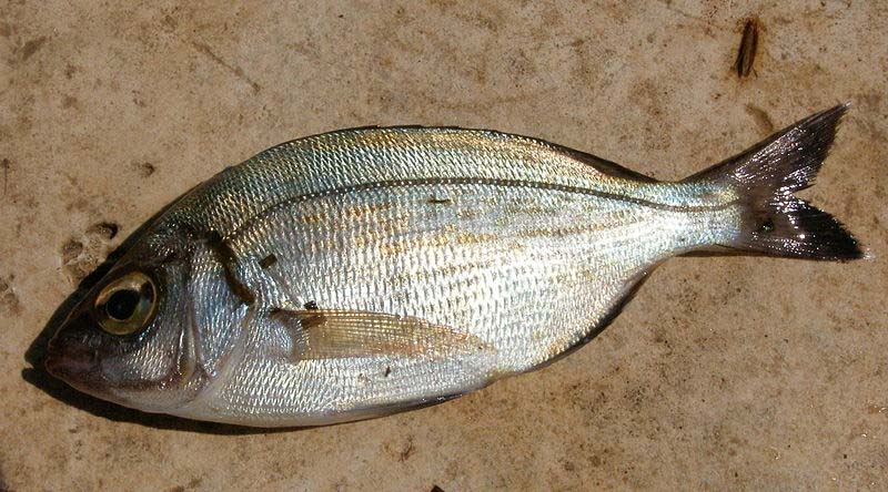Spearfishing fish species - minimum sizes and bag limits - Spearfishing UK