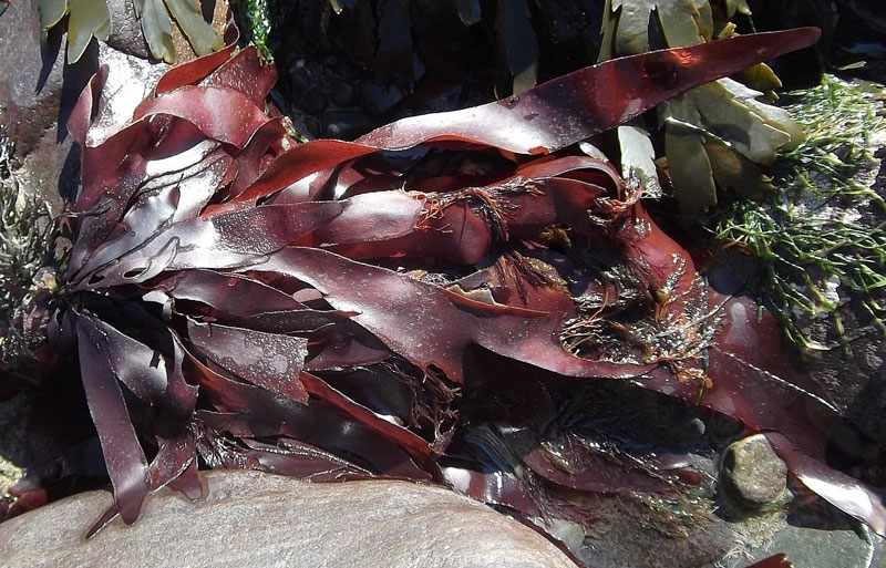 Seaweed - dulse
